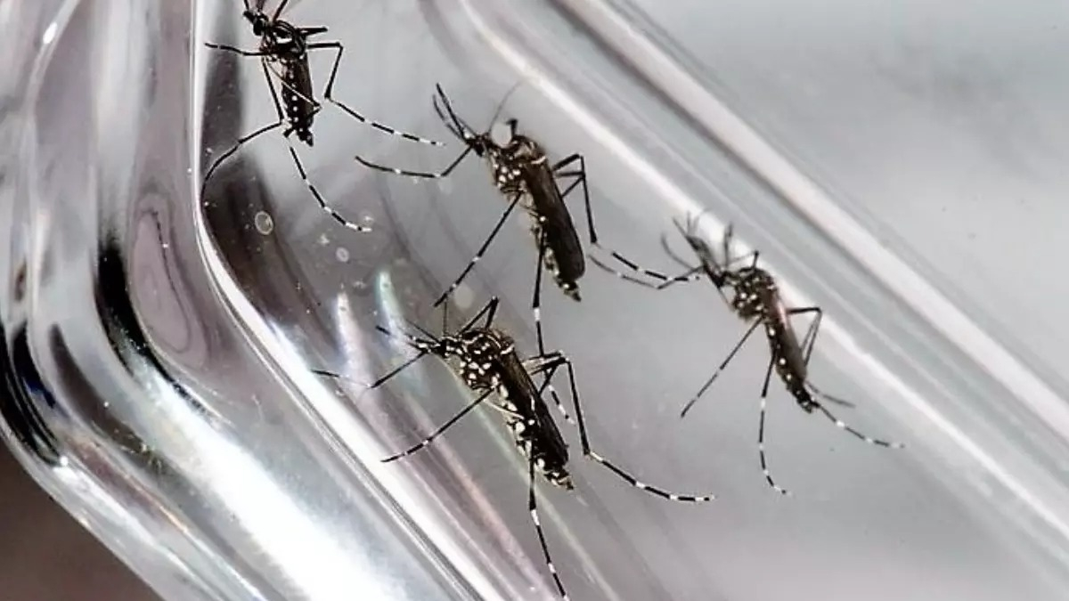 O mosquito Aedes aegypti é encontrado principalmente em residências do DF. Mulheres são as principais vítimas. Em 2022, 55% das pessoas diagnosticadas com dengue são mulheres. Foto: Divulgação